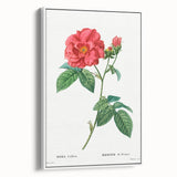 Neoclassical Art Print: French Rose by Redouté - Classic Botanical Decor