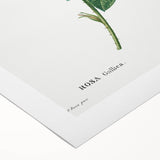 Neoclassical Art Print: French Rose by Redouté - Classic Botanical Decor