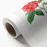 Neoclassical Art Print: French Rose by Redouté - Classic Botanical Decor