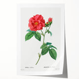 Neoclassical Art Print: French Rose by Redouté - Classic Botanical Decor