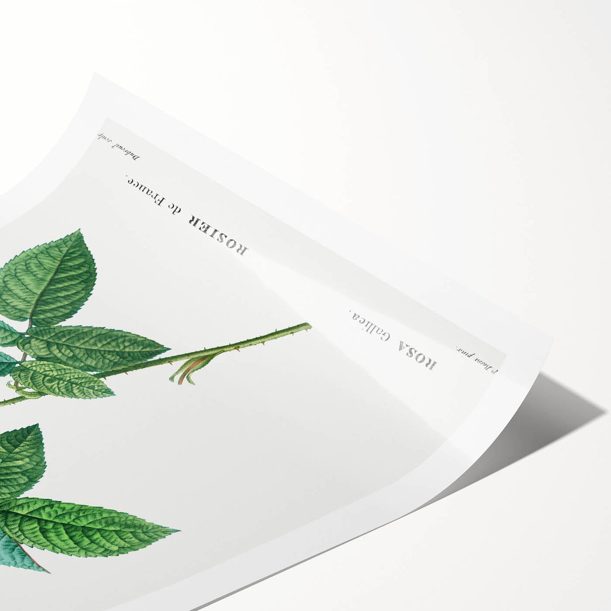 Neoclassical Art Print: French Rose by Redouté - Classic Botanical Decor