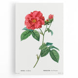 Neoclassical Art Print: French Rose by Redouté - Classic Botanical Decor