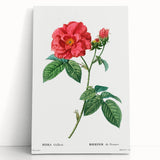 Neoclassical Art Print: French Rose by Redouté - Classic Botanical Decor