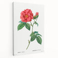 Neoclassical Art Print: French Rose by Redouté - Classic Botanical Decor