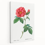 Neoclassical Art Print: French Rose by Redouté - Classic Botanical Decor