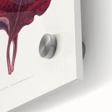 Romanticism Art - Amarantus Melancholicus Leaf Illustration on Canvas