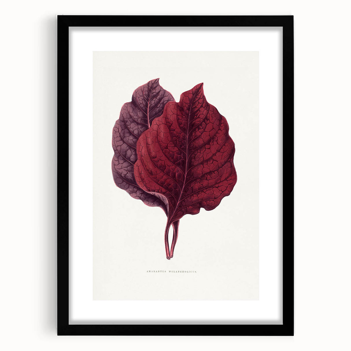 Romanticism Art - Amarantus Melancholicus Leaf Illustration on Canvas