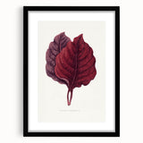 Romanticism Art - Amarantus Melancholicus Leaf Illustration on Canvas