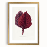 Romanticism Art - Amarantus Melancholicus Leaf Illustration on Canvas