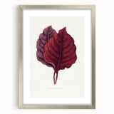 Romanticism Art - Amarantus Melancholicus Leaf Illustration on Canvas