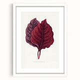 Romanticism Art - Amarantus Melancholicus Leaf Illustration on Canvas