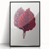 Romanticism Art - Amarantus Melancholicus Leaf Illustration on Canvas