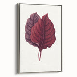 Romanticism Art - Amarantus Melancholicus Leaf Illustration on Canvas