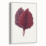 Romanticism Art - Amarantus Melancholicus Leaf Illustration on Canvas