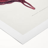 Romanticism Art - Amarantus Melancholicus Leaf Illustration on Canvas