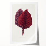 Romanticism Art - Amarantus Melancholicus Leaf Illustration on Canvas