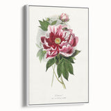 Romanticism Art - Peony Flower Painting on Canvas