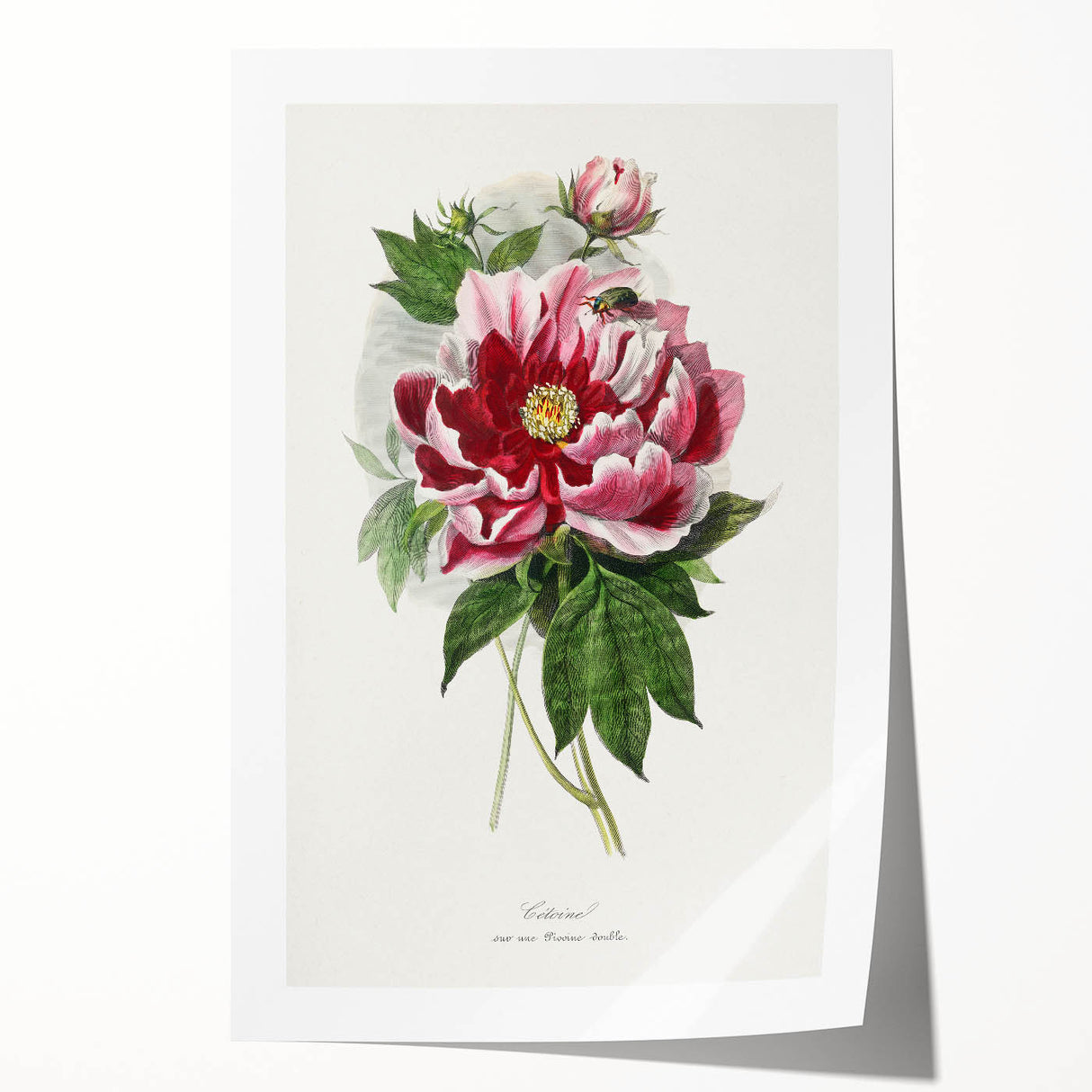 Romanticism Art - Peony Flower Painting on Canvas