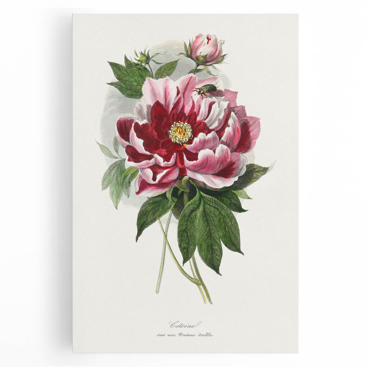 Romanticism Art - Peony Flower Painting on Canvas