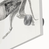 Anatomical Art Print - Tiger Body Dissection by George Stubbs - Detailed Scientific Illustration