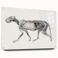 Anatomical Art Print - Tiger Body Dissection by George Stubbs - Detailed Scientific Illustration