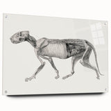 Anatomical Art Print - Tiger Body Dissection by George Stubbs - Detailed Scientific Illustration