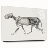 Anatomical Art Print - Tiger Body Dissection by George Stubbs - Detailed Scientific Illustration