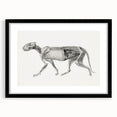 Anatomical Art Print - Tiger Body Dissection by George Stubbs - Detailed Scientific Illustration