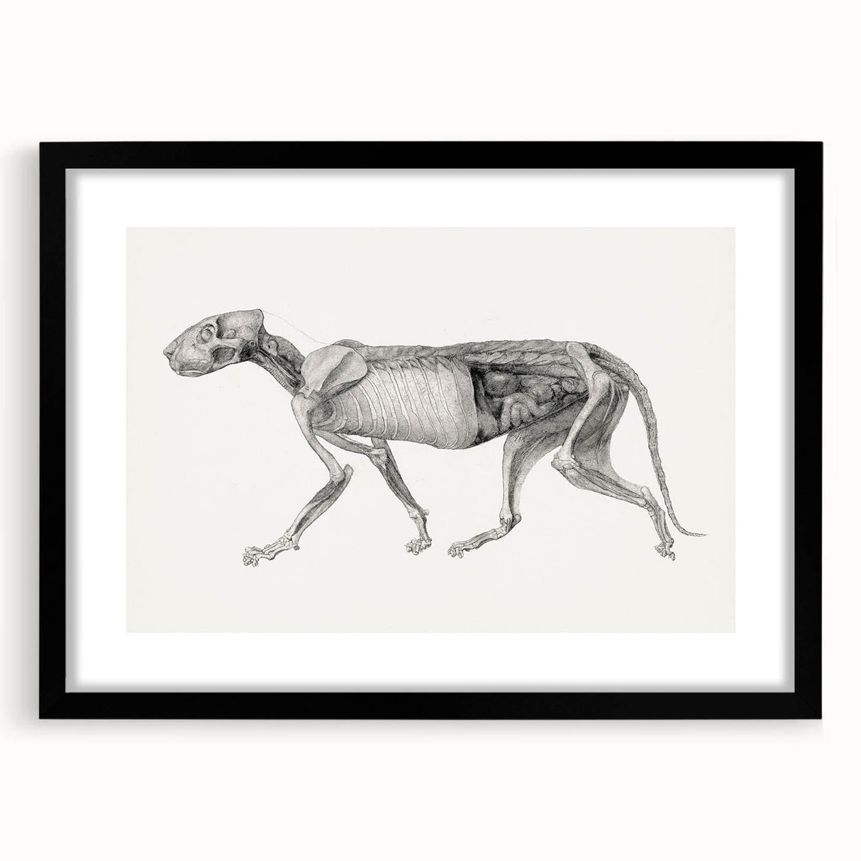 Anatomical Art Print - Tiger Body Dissection by George Stubbs - Detailed Scientific Illustration