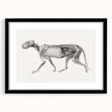 Anatomical Art Print - Tiger Body Dissection by George Stubbs - Detailed Scientific Illustration