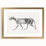 Anatomical Art Print - Tiger Body Dissection by George Stubbs - Detailed Scientific Illustration