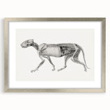 Anatomical Art Print - Tiger Body Dissection by George Stubbs - Detailed Scientific Illustration