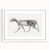 Anatomical Art Print - Tiger Body Dissection by George Stubbs - Detailed Scientific Illustration