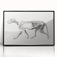 Anatomical Art Print - Tiger Body Dissection by George Stubbs - Detailed Scientific Illustration