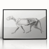 Anatomical Art Print - Tiger Body Dissection by George Stubbs - Detailed Scientific Illustration