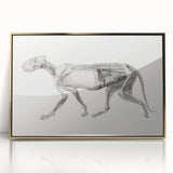 Anatomical Art Print - Tiger Body Dissection by George Stubbs - Detailed Scientific Illustration