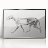 Anatomical Art Print - Tiger Body Dissection by George Stubbs - Detailed Scientific Illustration