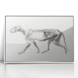 Anatomical Art Print - Tiger Body Dissection by George Stubbs - Detailed Scientific Illustration