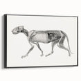Anatomical Art Print - Tiger Body Dissection by George Stubbs - Detailed Scientific Illustration
