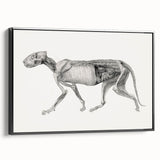Anatomical Art Print - Tiger Body Dissection by George Stubbs - Detailed Scientific Illustration