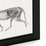 Anatomical Art Print - Tiger Body Dissection by George Stubbs - Detailed Scientific Illustration
