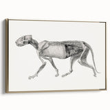 Anatomical Art Print - Tiger Body Dissection by George Stubbs - Detailed Scientific Illustration