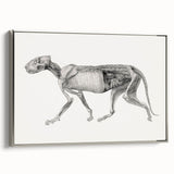 Anatomical Art Print - Tiger Body Dissection by George Stubbs - Detailed Scientific Illustration