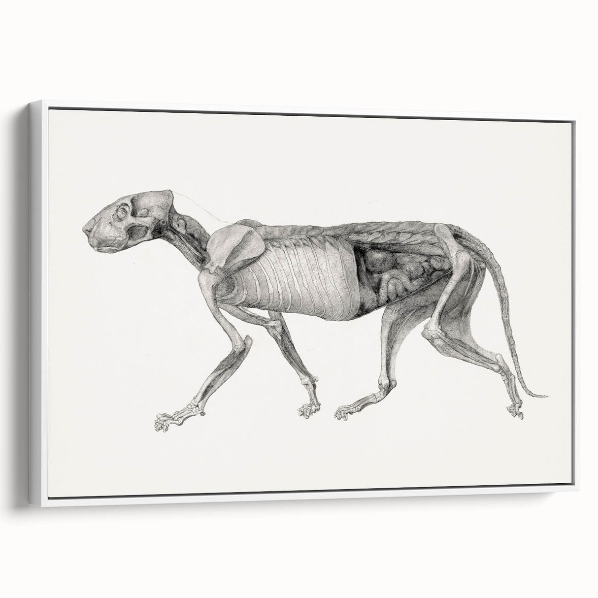 Anatomical Art Print - Tiger Body Dissection by George Stubbs - Detailed Scientific Illustration