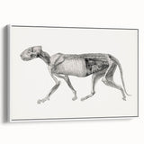 Anatomical Art Print - Tiger Body Dissection by George Stubbs - Detailed Scientific Illustration