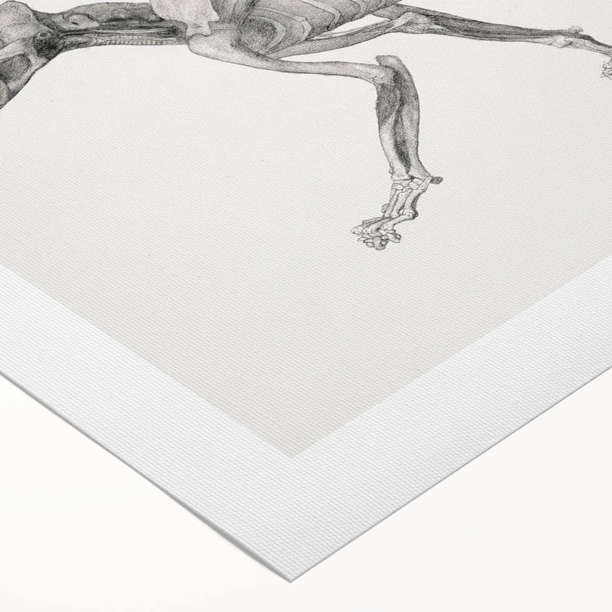 Anatomical Art Print - Tiger Body Dissection by George Stubbs - Detailed Scientific Illustration