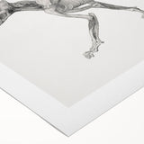 Anatomical Art Print - Tiger Body Dissection by George Stubbs - Detailed Scientific Illustration