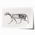 Anatomical Art Print - Tiger Body Dissection by George Stubbs - Detailed Scientific Illustration