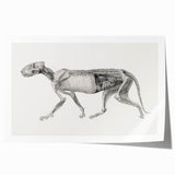 Anatomical Art Print - Tiger Body Dissection by George Stubbs - Detailed Scientific Illustration
