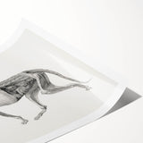 Anatomical Art Print - Tiger Body Dissection by George Stubbs - Detailed Scientific Illustration
